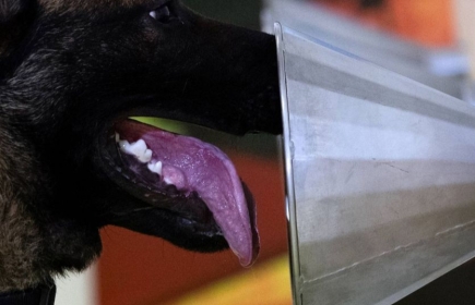 L'incroyable histoire de ces chiens français détecteurs de Covid